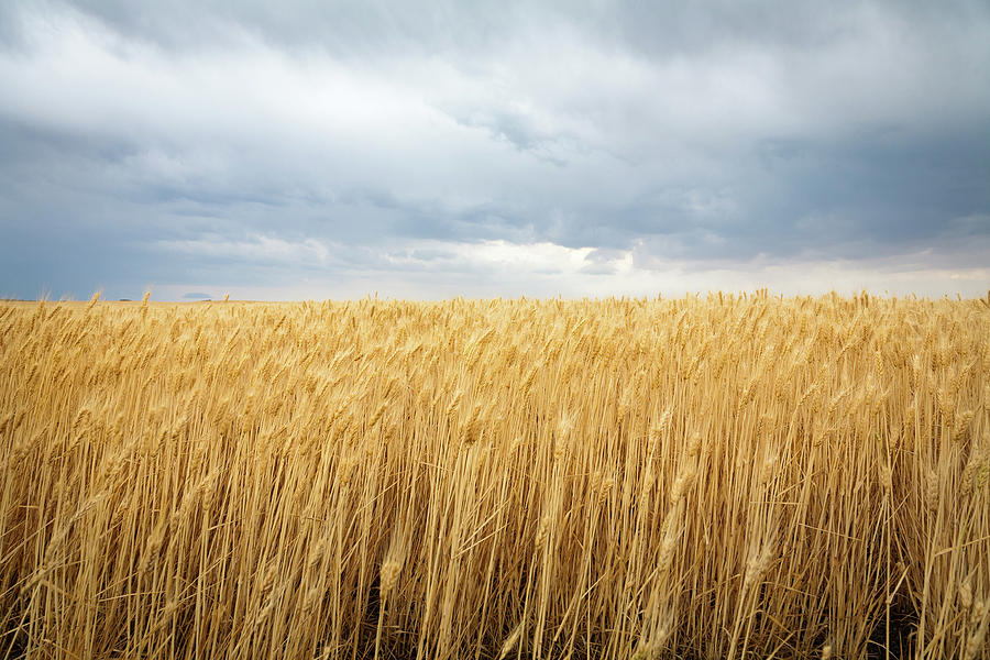 Singing Grass- part one Wheat-field-under-dark-clouds-adrian-studer